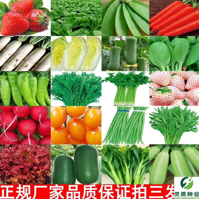 蔬菜种子菜种籽种孑西红柿草莓香菜番茄黄瓜辣椒西瓜蔬苗四季大全