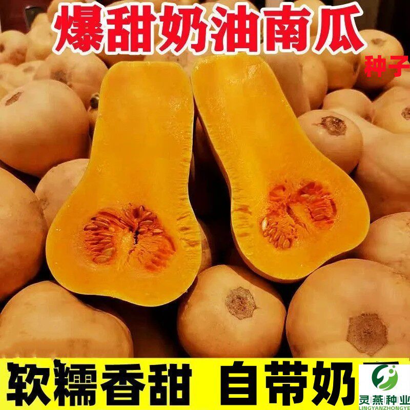奶油南瓜种籽肉细甜粉糯长寿水果菜籽种早熟春秋四季蔬菜种子农家