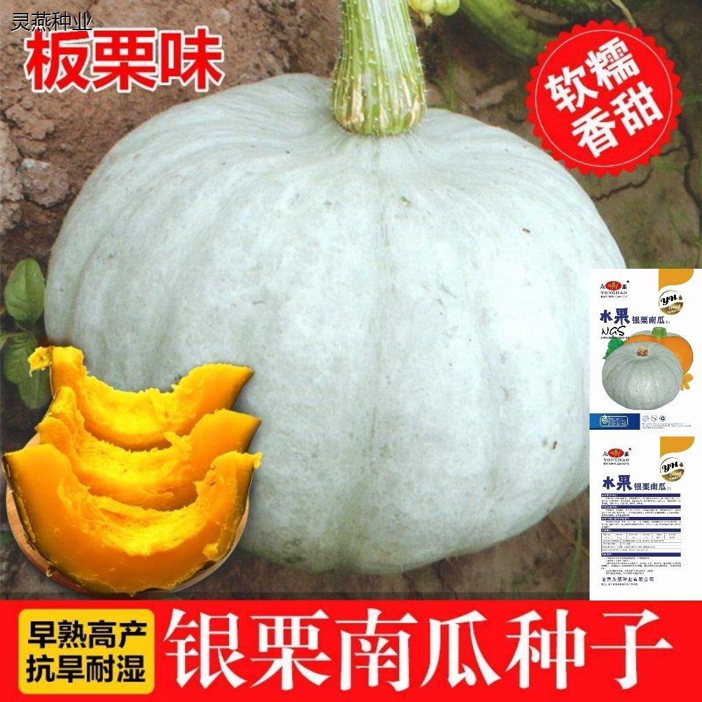 板栗南瓜种籽高产银栗南瓜种子春秋四季香糯超甜高产农家蔬菜种孑
