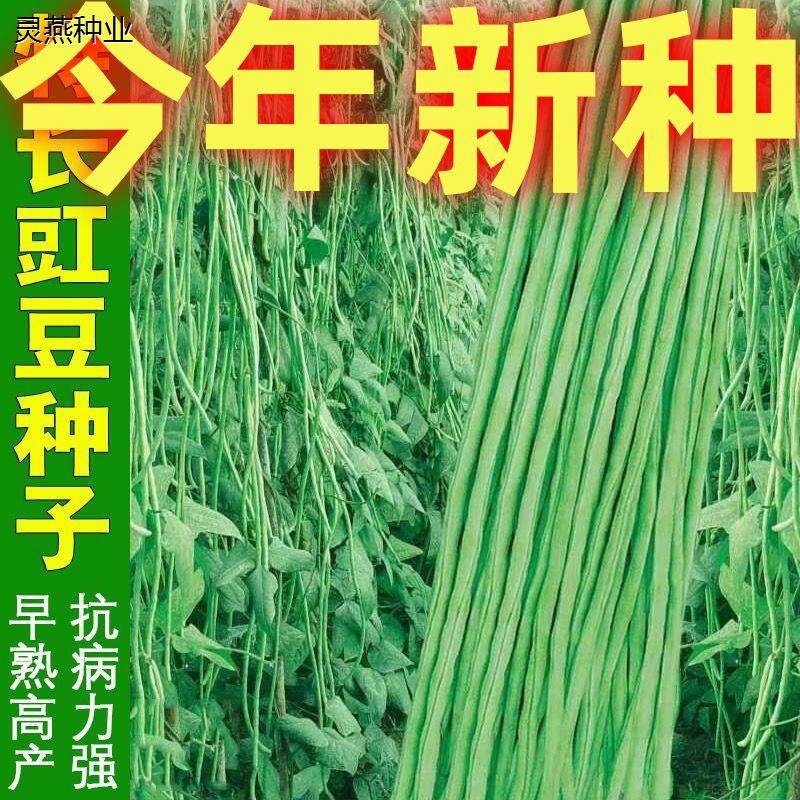 摘不败特长豆角种子籽高产春秋豇豆无筋豆种子四季播蔬菜种子大全