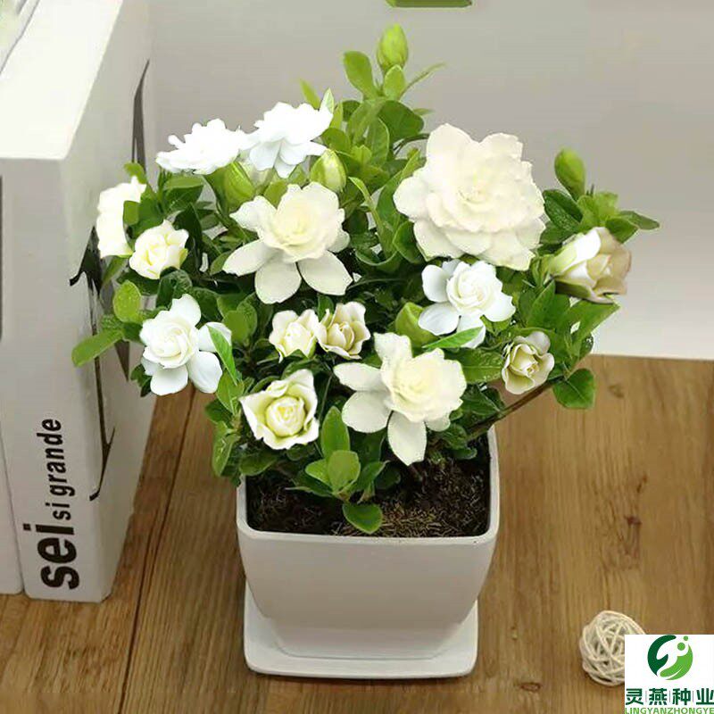 新手种植栀子花种籽 四季种植花种籽子易活室内 盆栽花种子