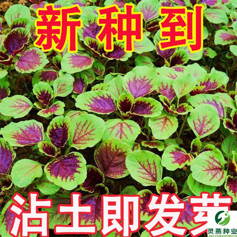 【今年新种】红苋菜种子汉菜籽四季蔬菜红圆叶苋菜柳叶盆栽菜种子