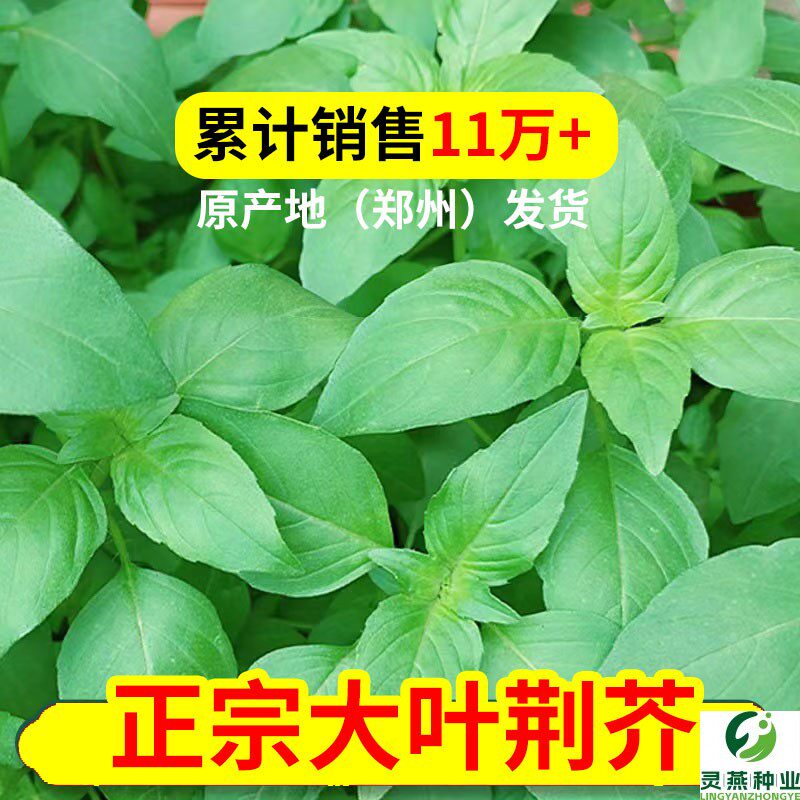 荆芥菜种籽大叶河南荆芥种子蔬菜种子苋菜种籽大全农家阳台种孑