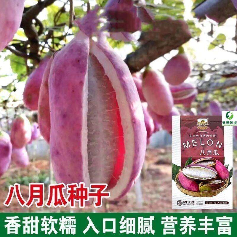 野生八月瓜种子紫果八月瓜无籽八月瓜苗瓜藤无核四季可食用瓜种籽