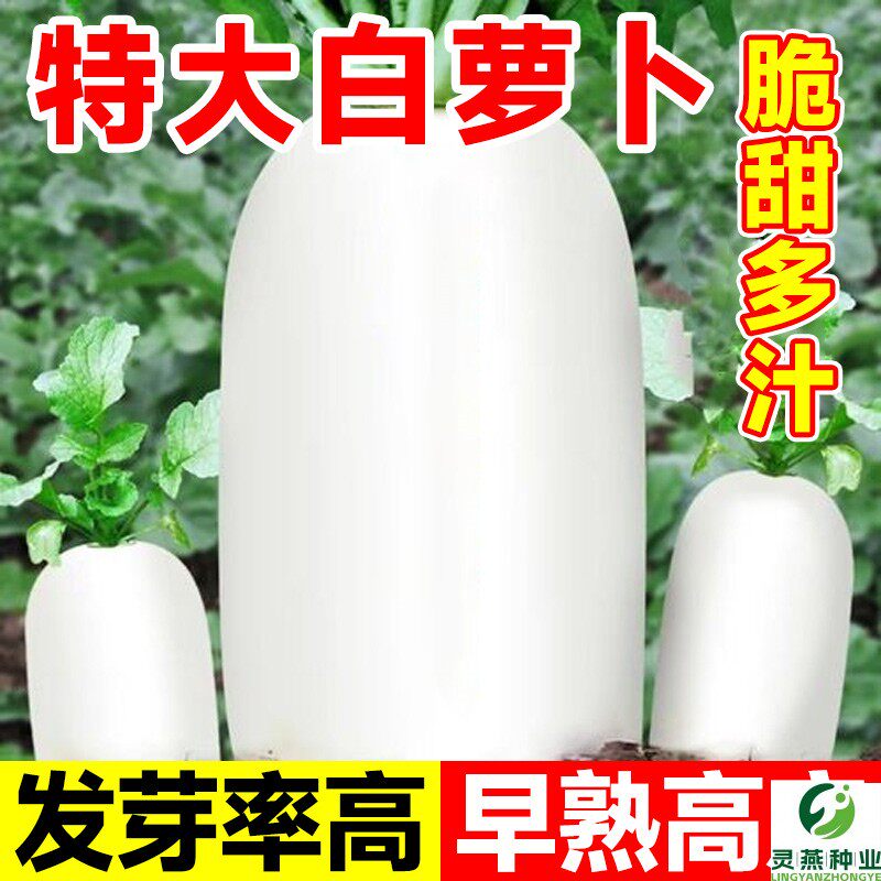 白萝卜种籽大全九斤王特大萝卜种子白皮樱桃萝卜秋季四季蔬菜种孑