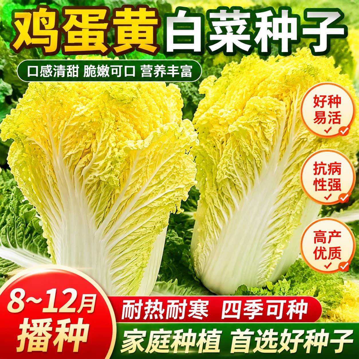 鸡蛋黄奶油大白菜种子耐热四季播