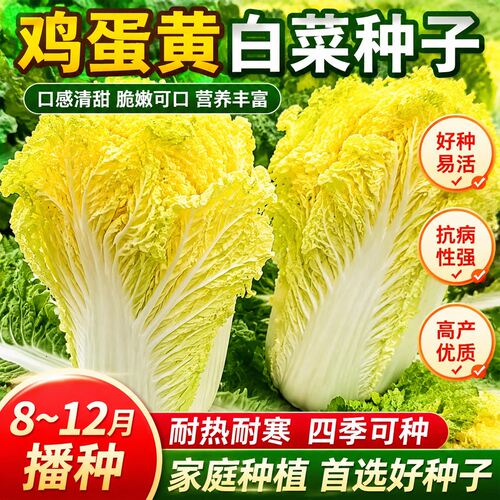 鸡蛋黄奶油大白菜种子耐热四季播