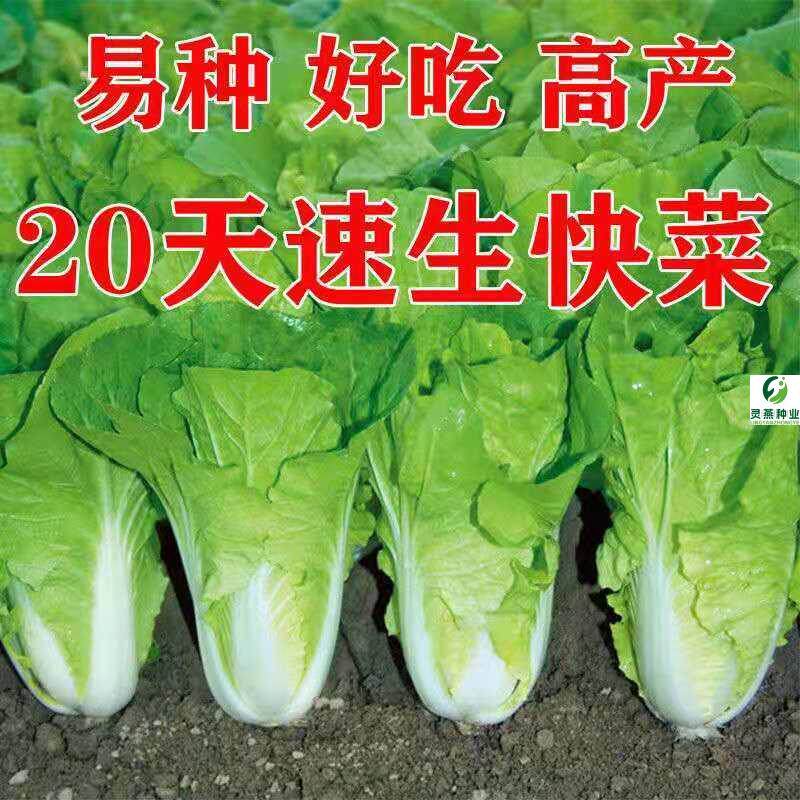 20天速生快菜种子早熟易种鲜嫩奶油小白菜种籽四季播农家蔬菜种孑
