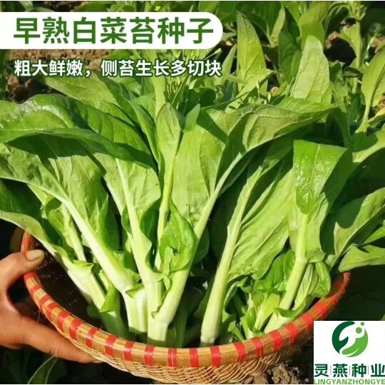 （9.99发3包）白菜苔种子四季可种阳台家庭种植脆嫩可口收获侧芽