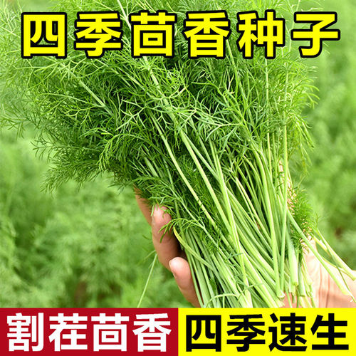 割茬茴香种子小茴香种籽四季高产