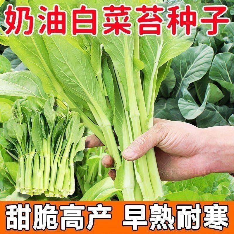早熟白菜苔种籽种子农家盆栽四季