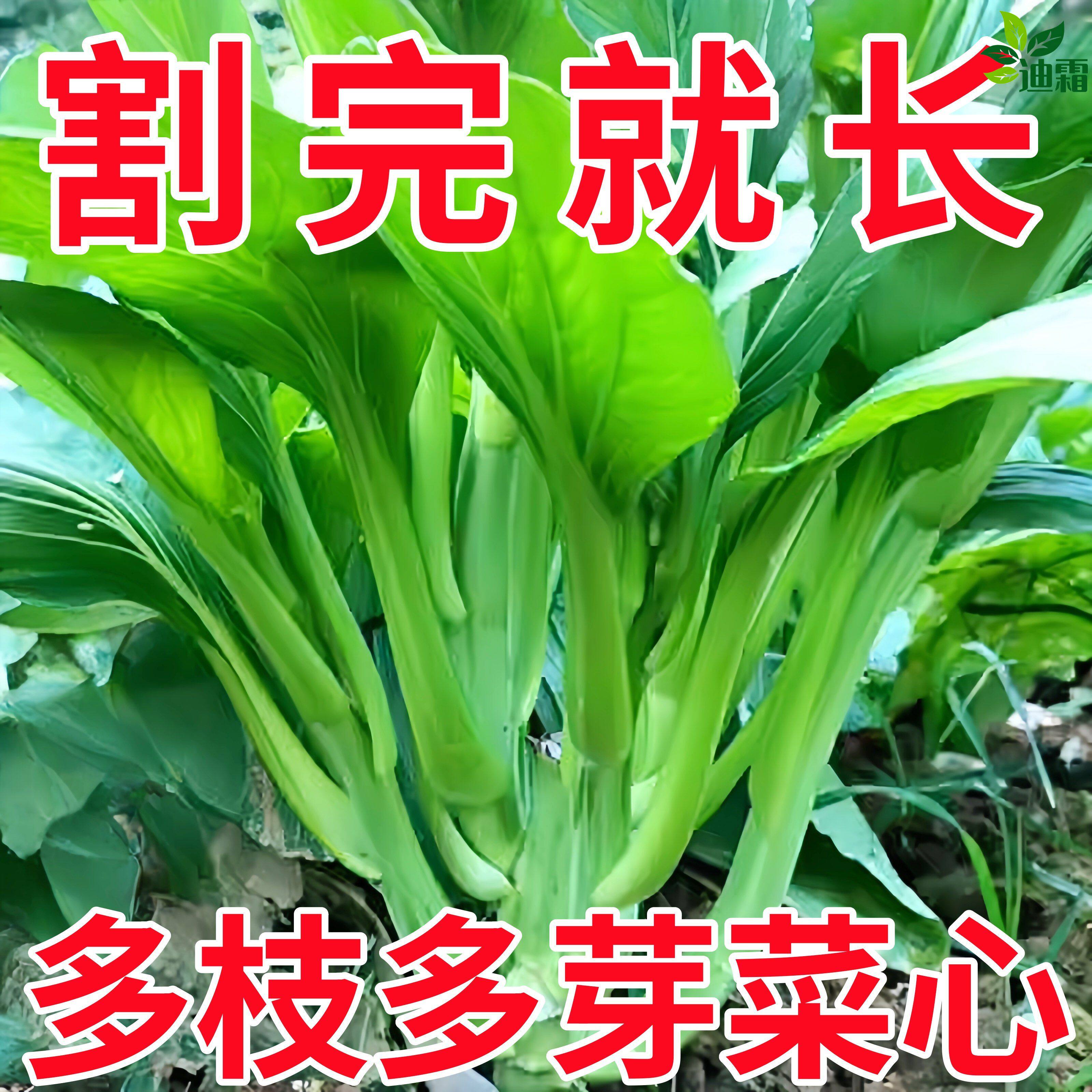 多子多福甜菜心种子农家高产蔬菜