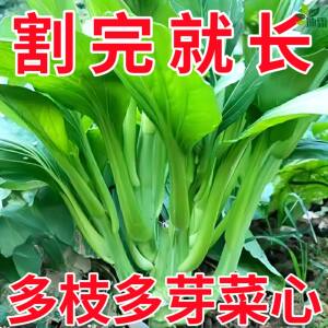 多子多福甜菜心种子农家高产蔬菜