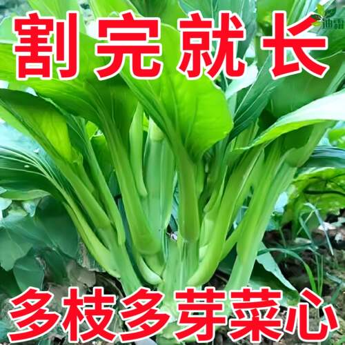 多子多福甜菜心种子农家高产蔬菜