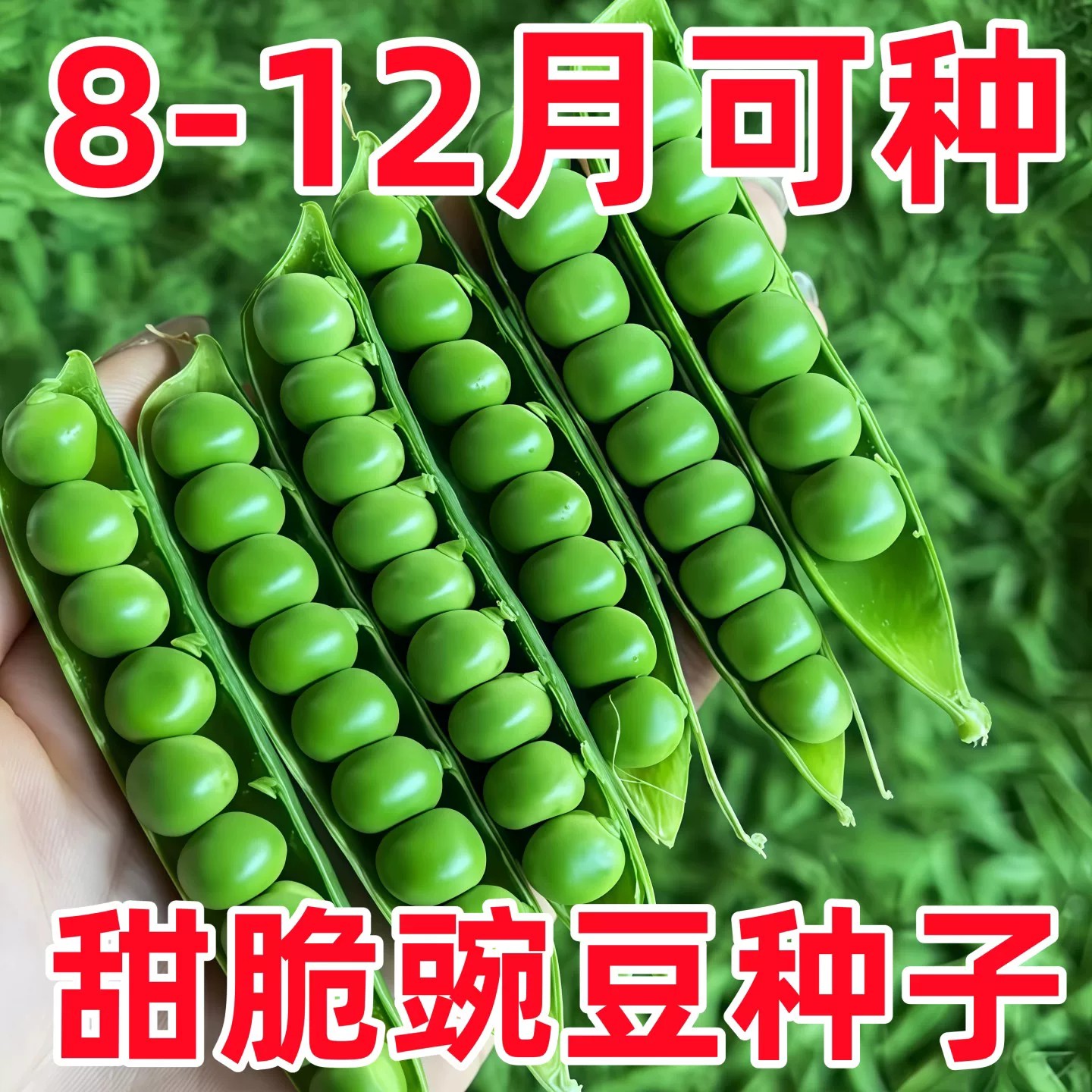 甜脆豌豆种子高产庭院农家四季播