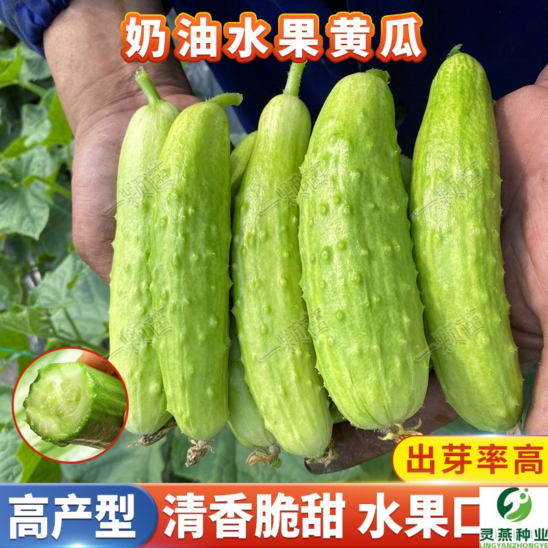奶油黄瓜种子孑脆皮白玉高产旱黄瓜种籽子大全阳台家庭种植四季