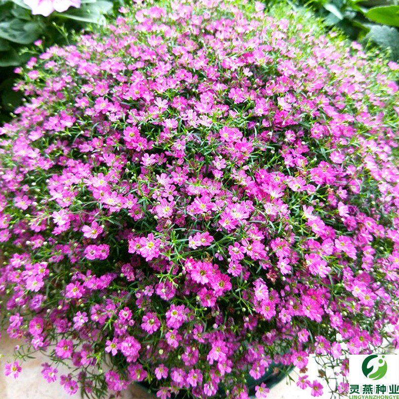 粉花色满天星种子四季易种活种籽庭院室内外阳台盆栽花卉植物种孑