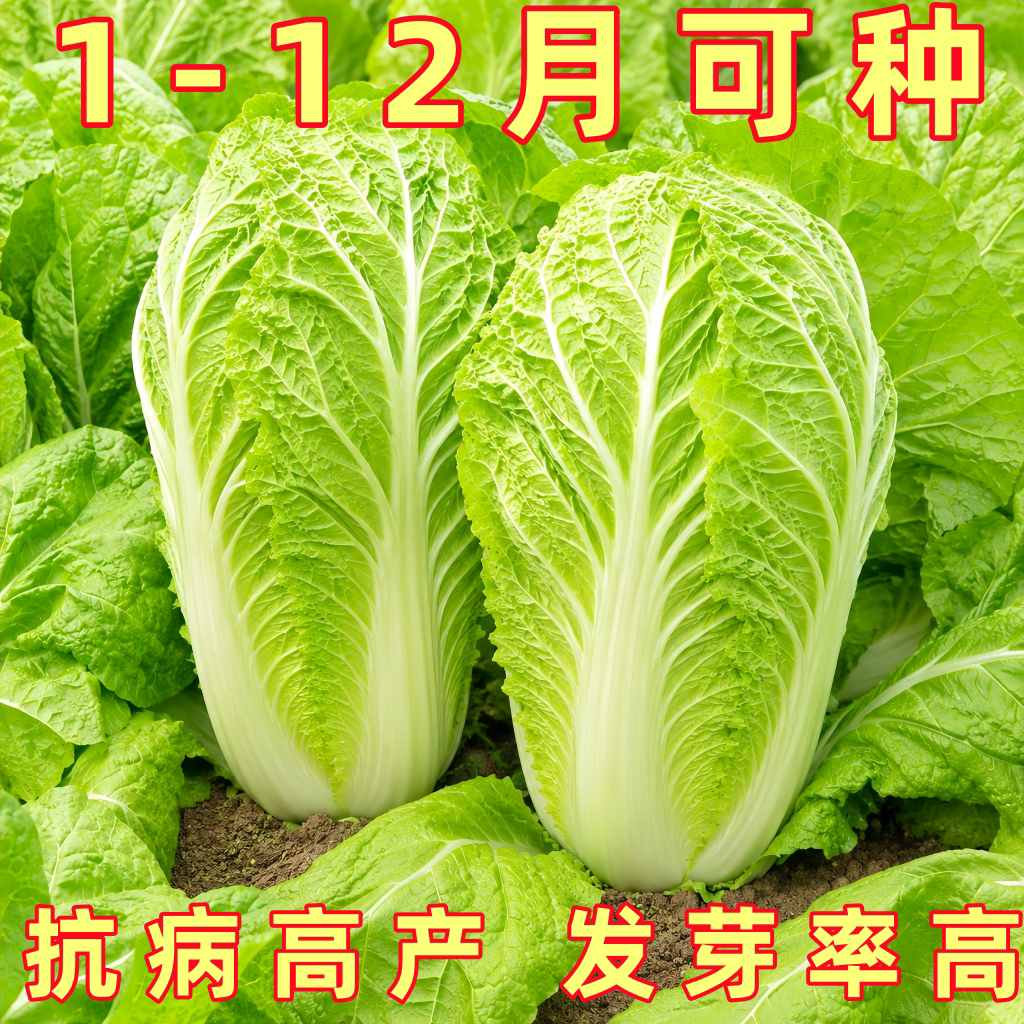冬储18斤大白菜种子高产抗病耐寒