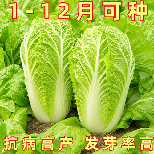 冬储18斤大白菜种子高产抗病耐寒