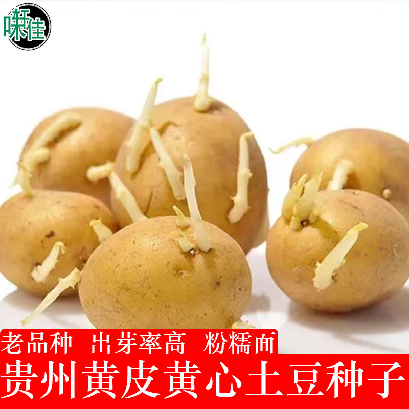 23贵州威宁发芽洋芋土豆种子10斤