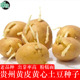 贵州毕节威宁本地农家黄心大小土豆种子马铃薯高山老品种发芽洋芋