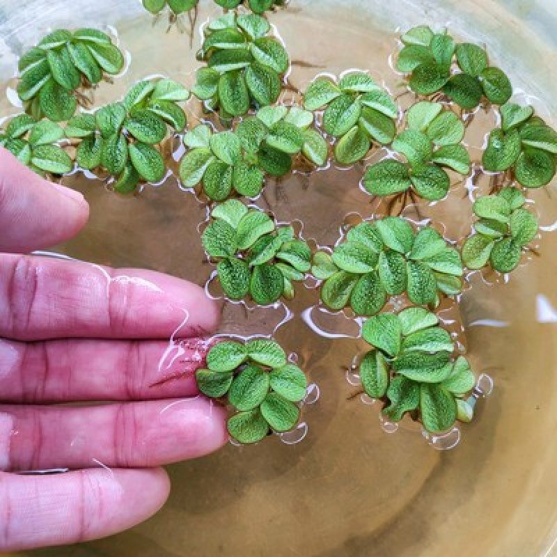 槐叶萍水培浮萍真水草植物鱼缸