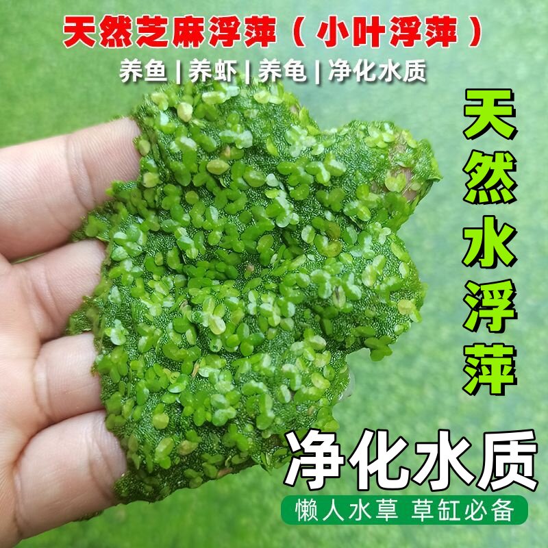 芝麻水浮萍养鱼养龟养虾鱼塘