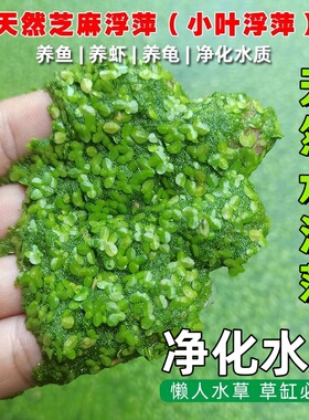 芝麻水浮萍养鱼养龟养虾鱼塘室外水池造景观赏净水水质植物绿色