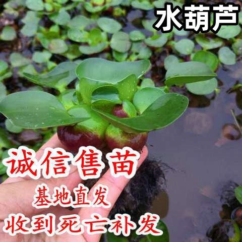 水葫芦浮萍水生植物养鱼养龟鱼