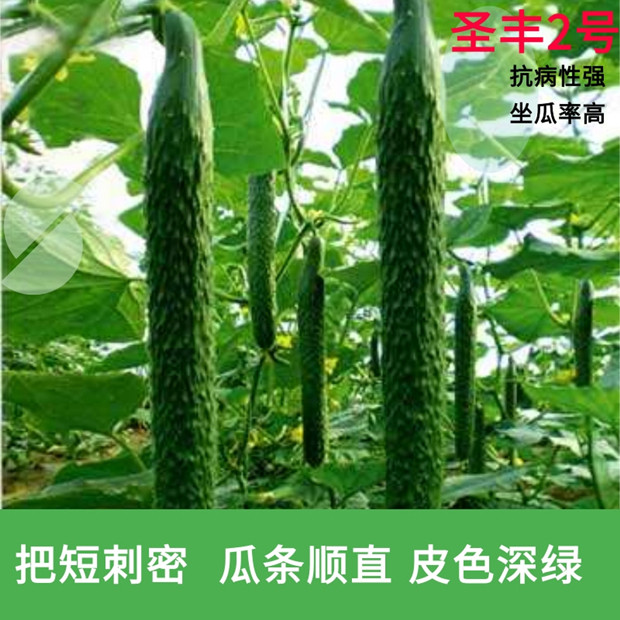 黄瓜种子强雌油亮瓜条顺直种籽孑蔬菜种子/种苗