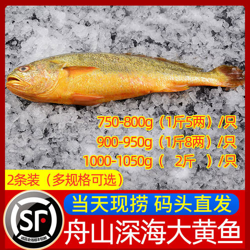 舟山东极岛大黄鱼野化生态养殖