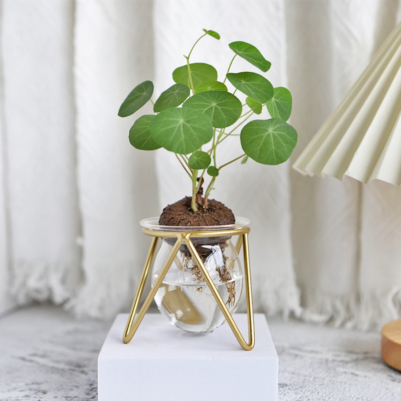 水培山乌龟含盆净化空气