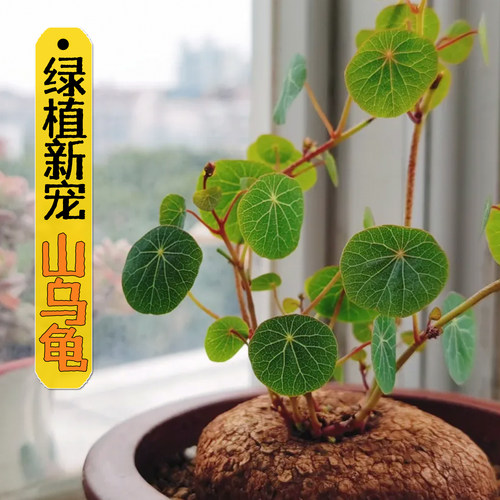 红藤阳台净化空气基地直发