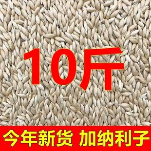 10斤新进口加纳利子白尖鸟粮鹦鹉鸟食草庐籽白燕珍珠虎皮牡丹鸽粮