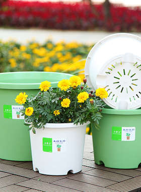 小果汀花盆环保熟胶PP树脂花盆三角梅草莓绣球白色花盆满38元包邮