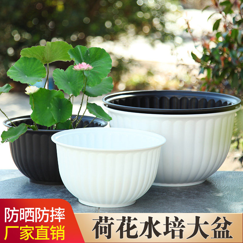 荷花盆无孔水培花盆荷花睡莲铜钱草紫砂碗莲盆缸小金鱼无孔大花盆