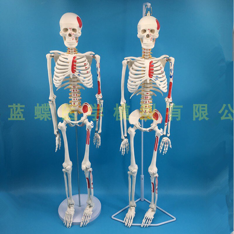 标准医用教学85cm人体骨骼模型神经肌肉起止点骨架小针刀脊柱模型