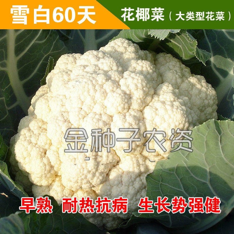 有机花椰菜奶酪脆条特价 天猫有机花椰菜奶酪脆条优惠券 淘宝有机花椰菜奶酪脆条优惠卷免费领取 白菜哦