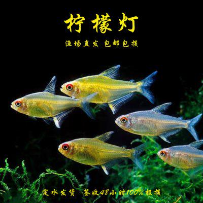 柠檬灯鱼小型群游鱼水草缸南美灯鱼甜心柠檬鱼热带观赏桃柠檬灯鱼