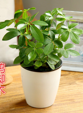 室内办公桌盆栽绿色植物 鸭脚木鸭掌木盆栽 绿植盆栽植物花卉