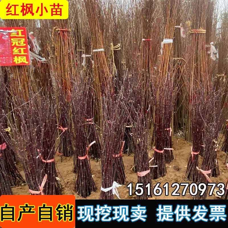 日本红枫树苗小苗美国红舞姬盆栽三季红红枫盆景庭院风景树图片