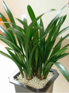 室内盆栽兰花苗 墨兰花苗 企黑墨兰苗 花芽多 赏叶观花绿色植物苗