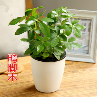 室内办公桌盆栽绿色水培植物七叶莲鸭脚木鸭掌木绿植盆栽植物花卉