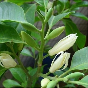 白兰花盆栽嫁接黄角兰黄桷兰白玉兰黄庭院苗好养的花玉兰花苗树苗