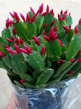 蟹爪兰花卉盆栽阳台观花植物室内花蟹爪兰带花苞水培