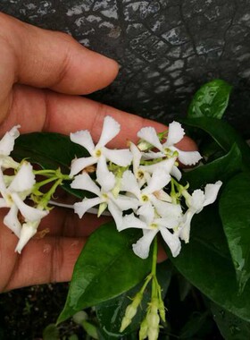 风车茉莉爬藤植物四季芳香意大利络石藤银丝风车茉莉白色花的大苗