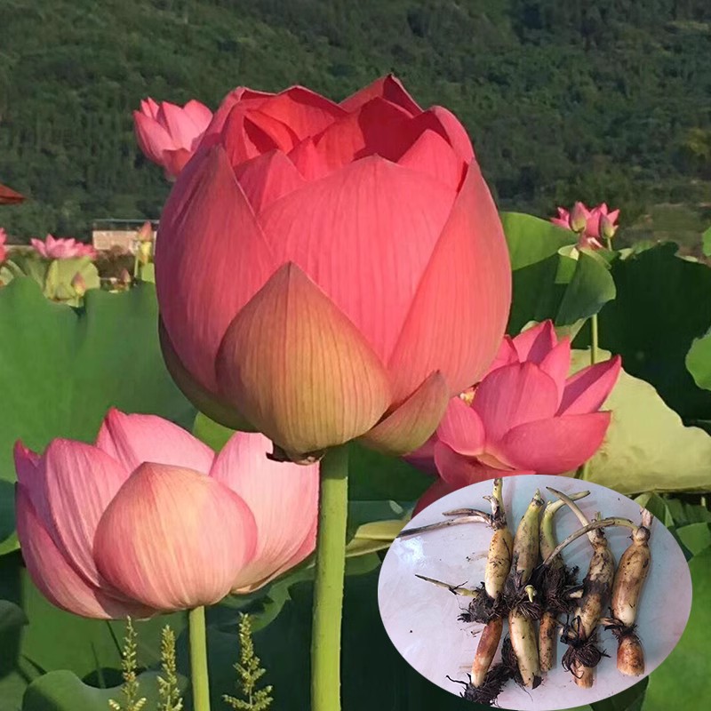 带芽发货好成活庭院植物夏季开花