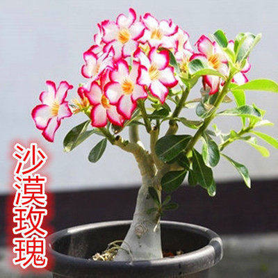 室内盆栽植物沙漠玫瑰花苗办公室桌面绿植当年开花懒人自动吸水盆