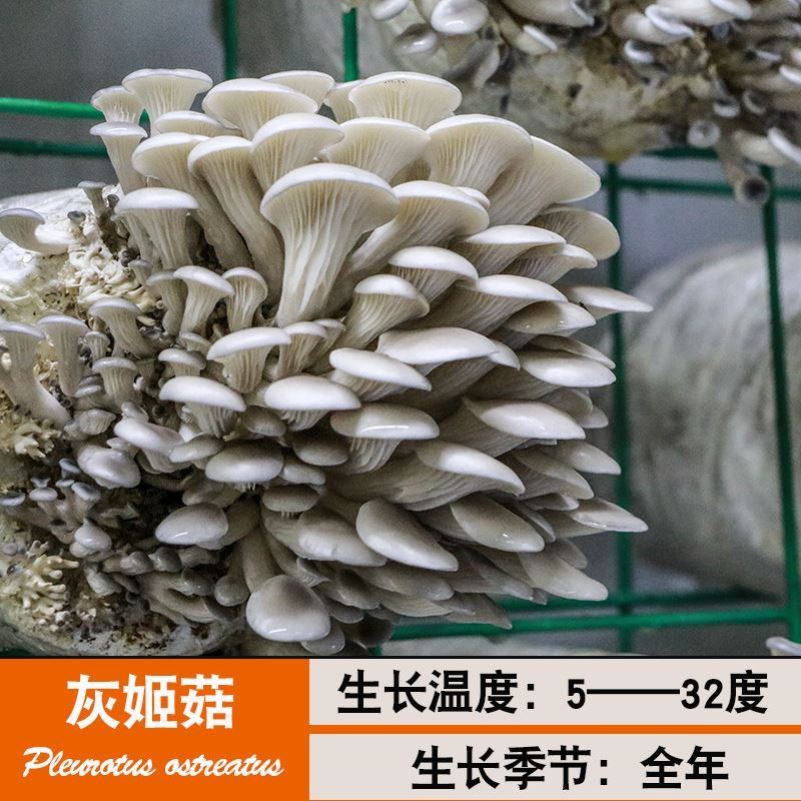 元菇秀珍菇食用菌种蘑菇菌包可食用家庭种植花盆下鸡冠菇养殖四季