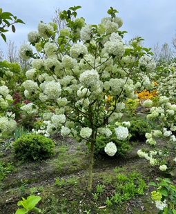 中华木绣球棒棒糖 斗球花苗盆栽多年生耐寒耐热花灌木树苗花量大